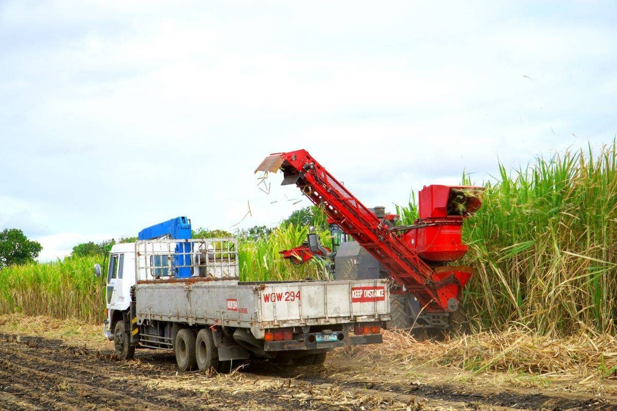 How to Harvest Sugarcane