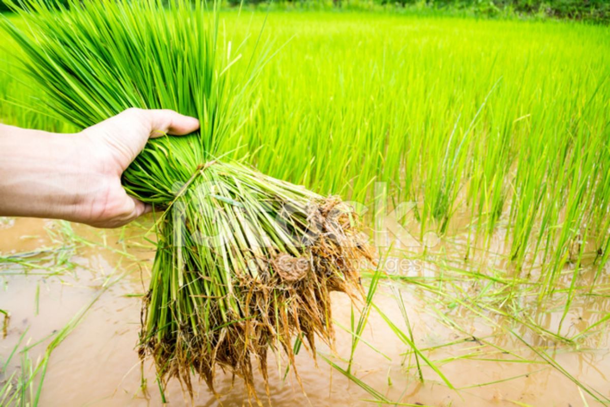 A Guide On Preparing Rice Seedlings For Transplanting
