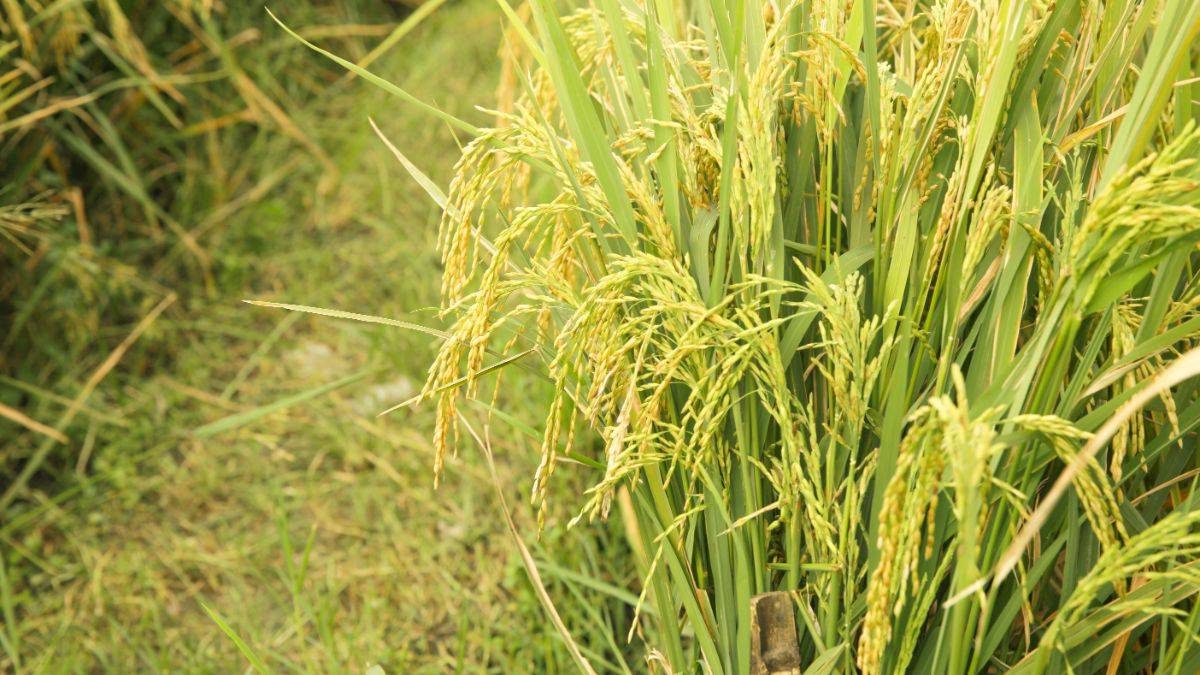 Guide To Proper Harvest Of Rice