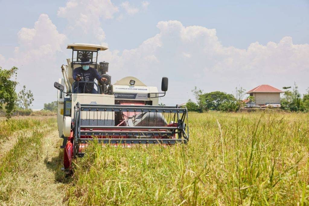 Guide To Proper Harvest Of Rice