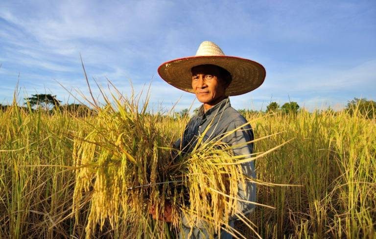 Guide To Proper Harvest Of Rice