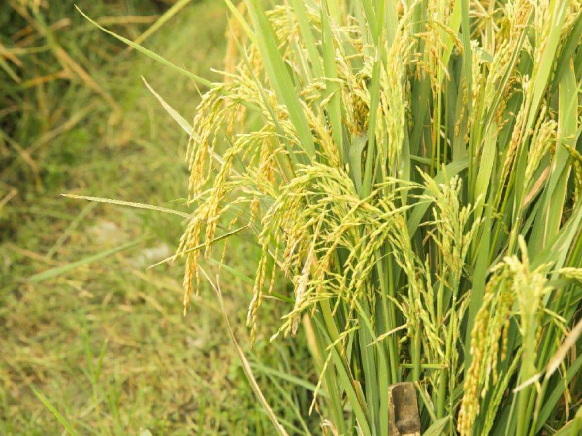 How To Harvest Rice Manually