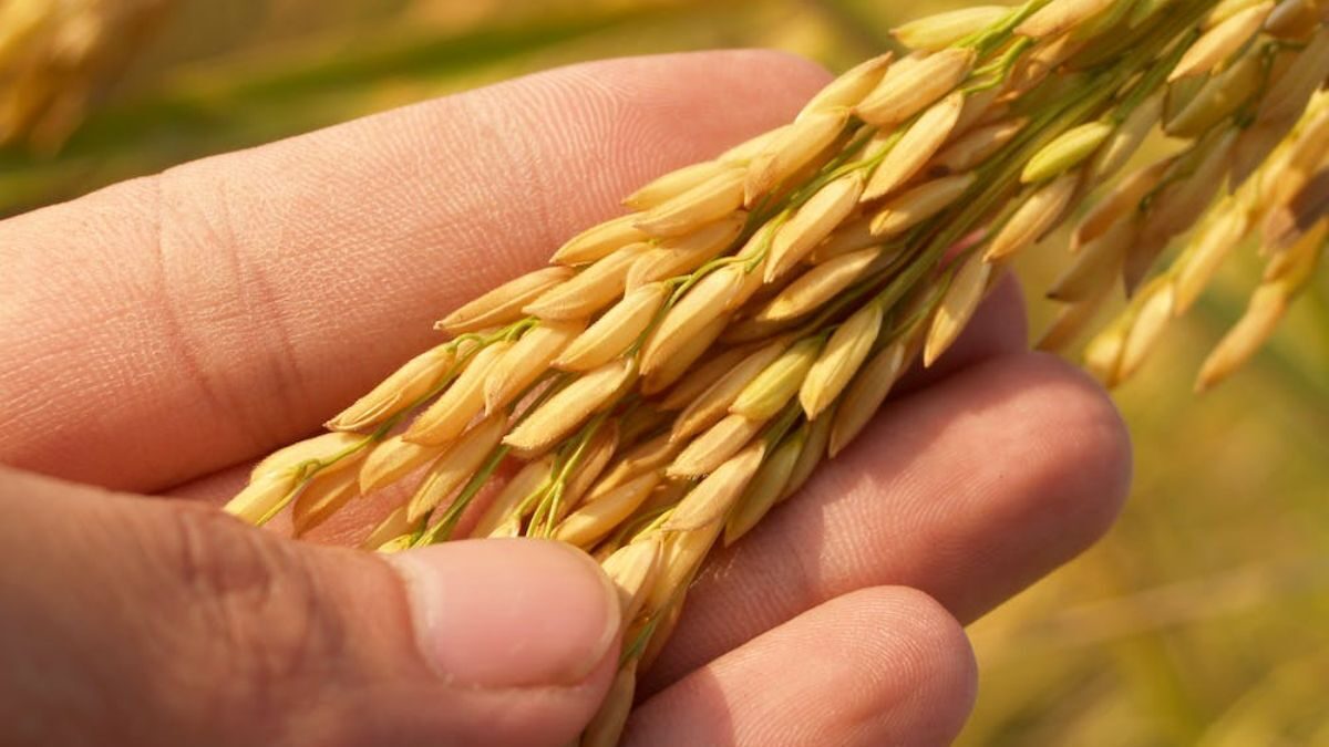 Tips For Improving Rice Crop Yield